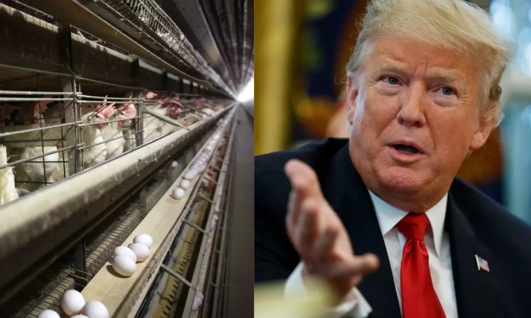 Egg prices hit record highs the week Trump became president, and could go even higher